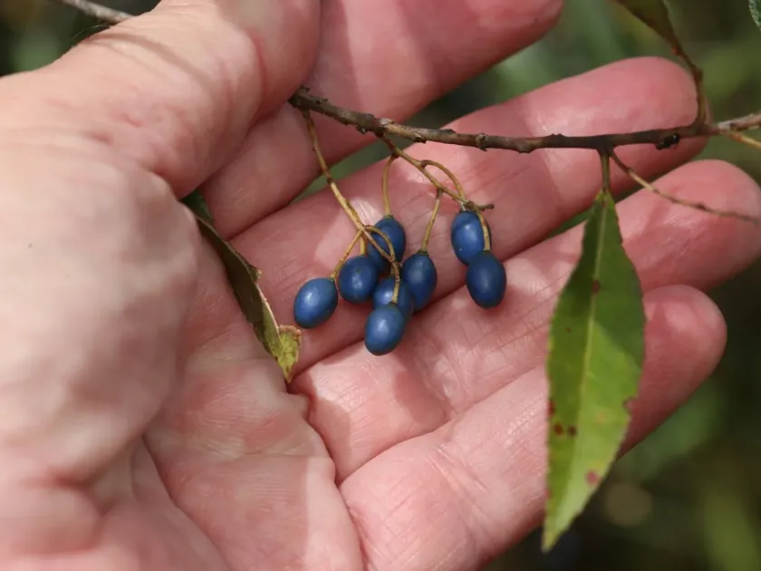 Blueberry Ash