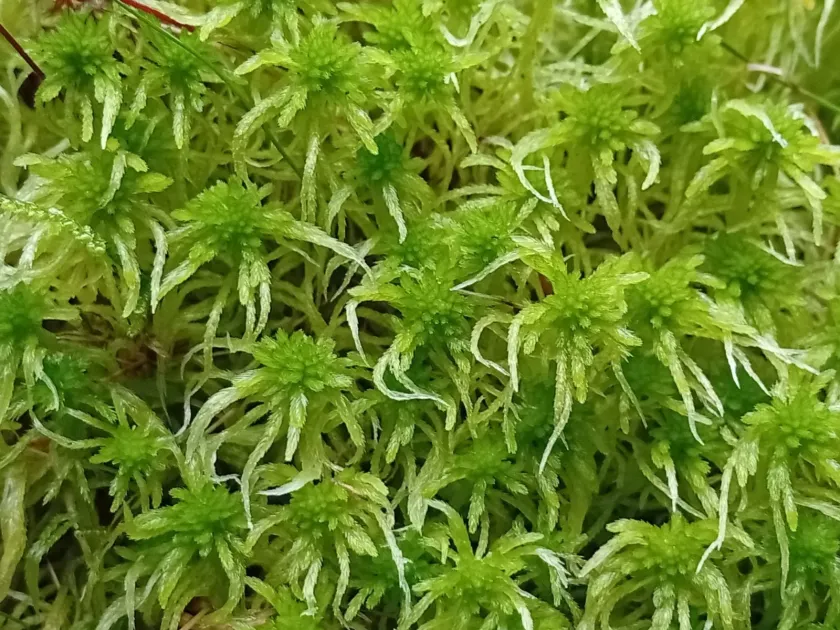 Sphagnum girgensohnii