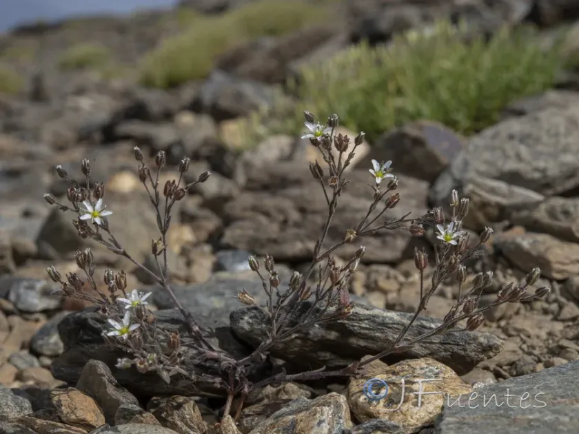Arenaria nevadensis