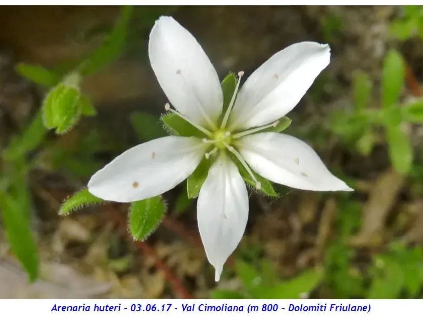 Arenaria huteri