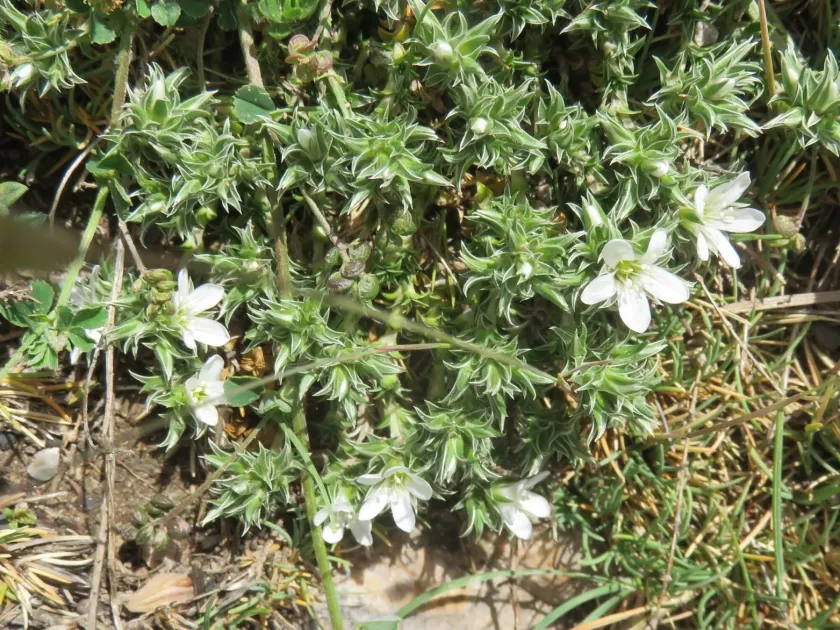 Arenaria erinacea