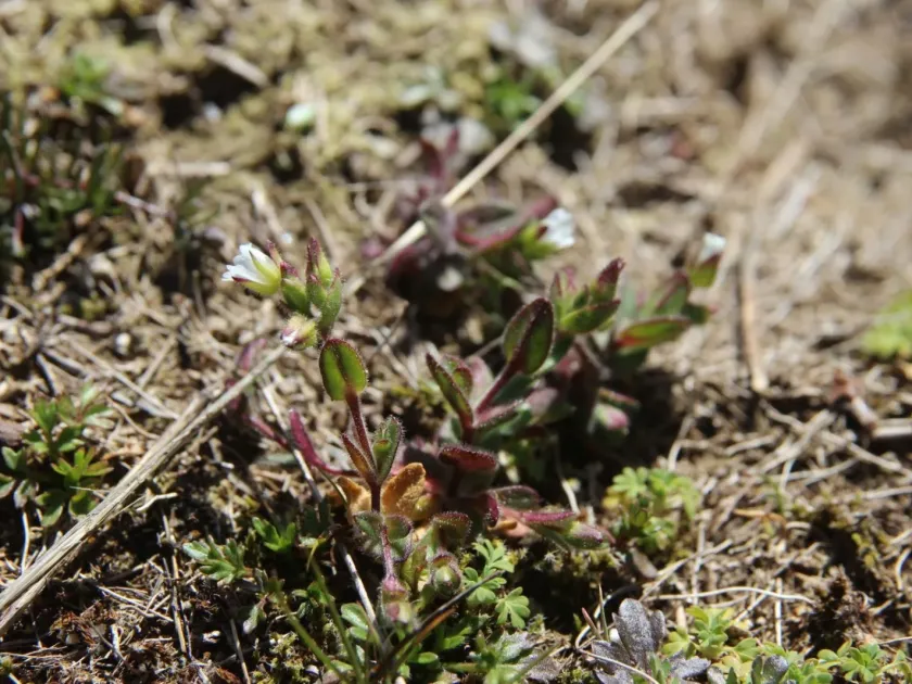 Cerastium ramosissimum