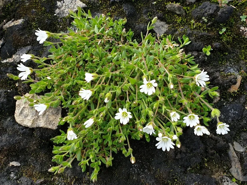 Shetland mouse-ear