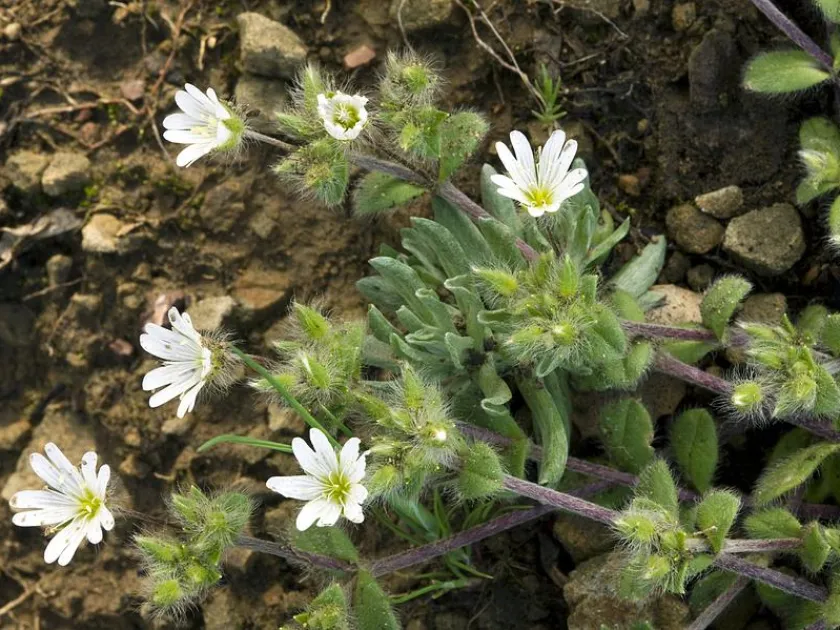 Ясколка иллирийская