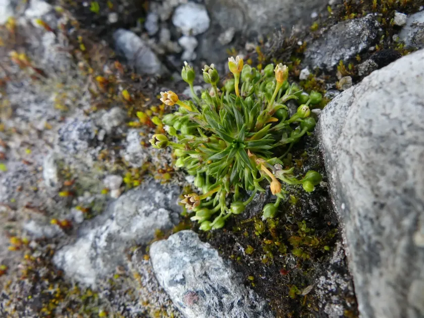 Snow pearlwort