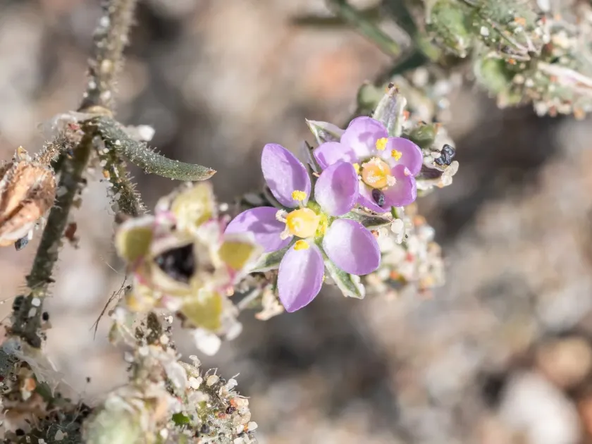 Spergularia heldreichii