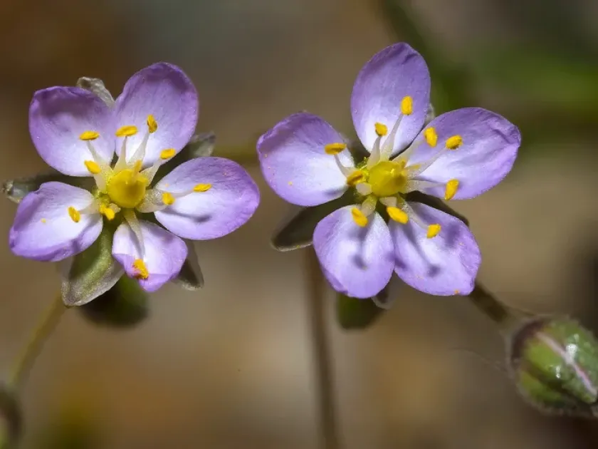 Nicaean sandspurry
