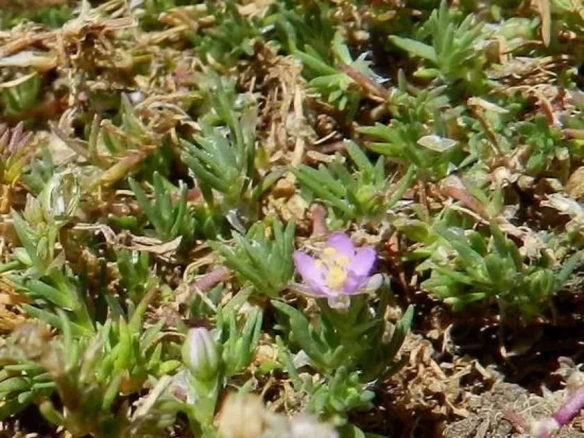 Tangerine sandspurry