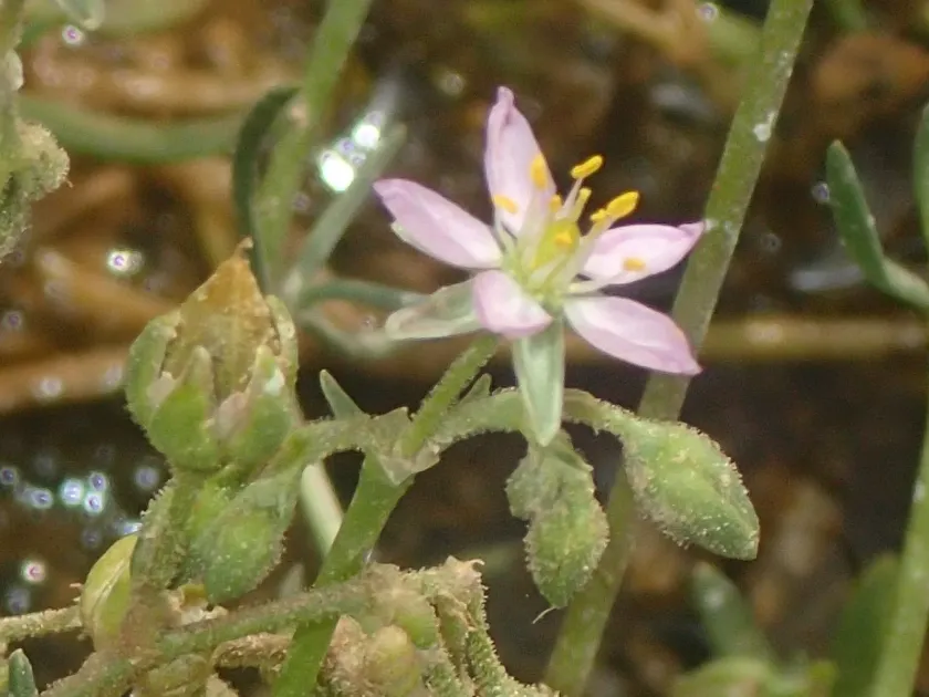 Spergula fallax