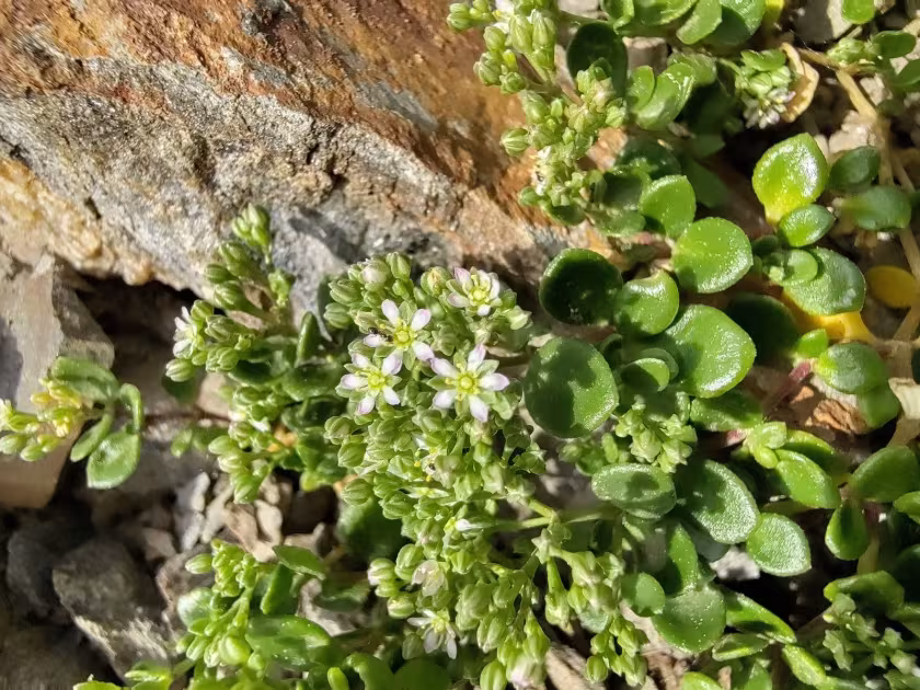 Polycarpon polycarpoides