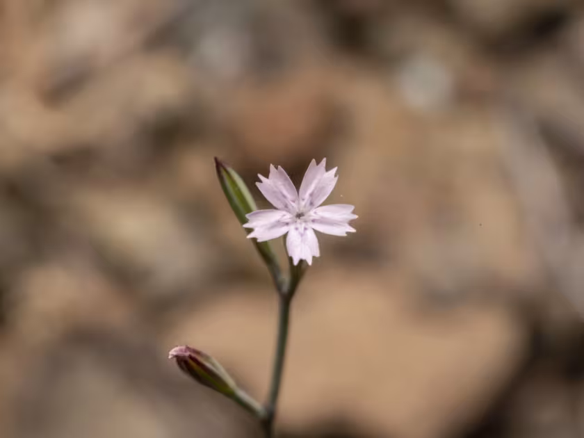 Velezia quadridentata