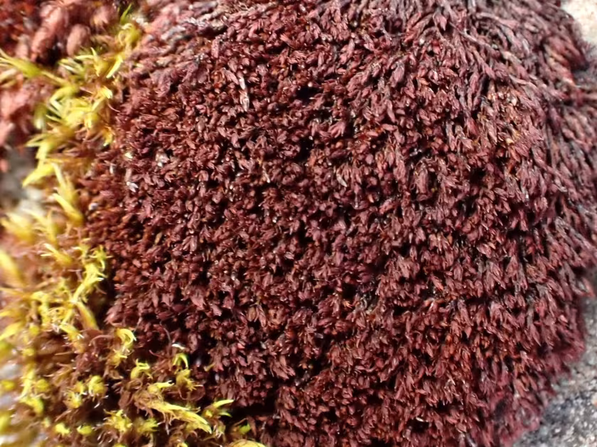 Andreaea alpina