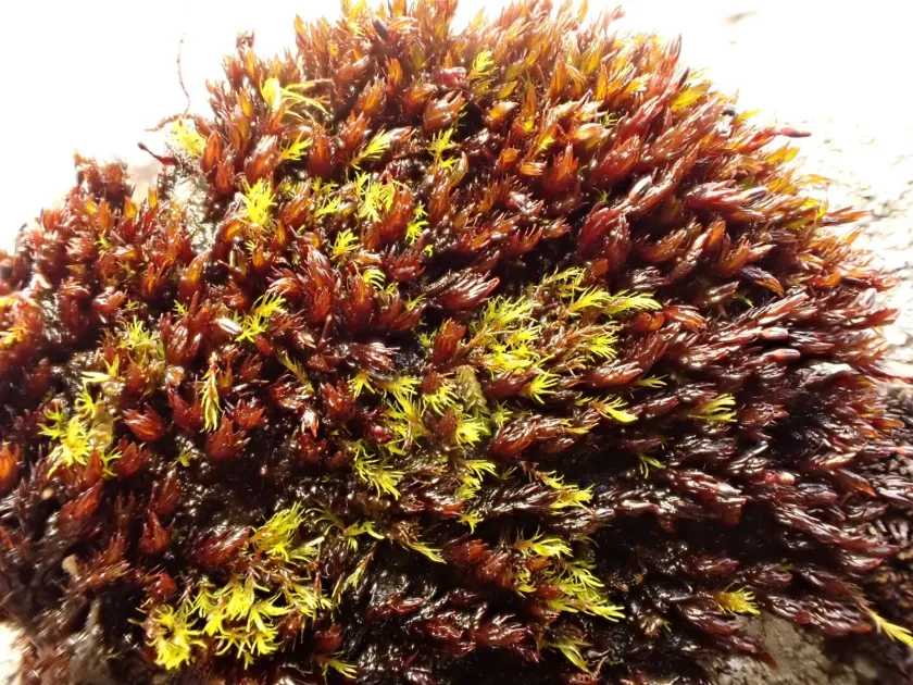 Andreaea frigida