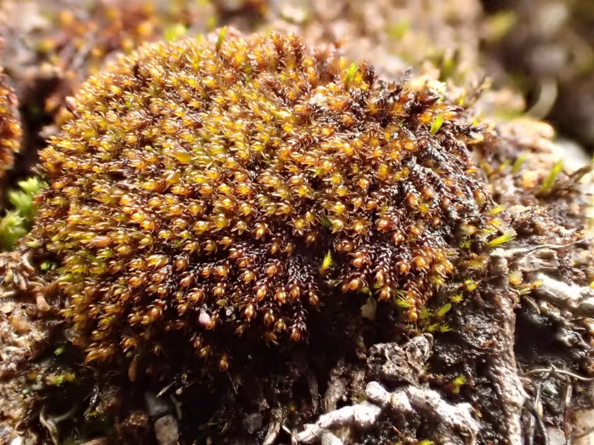 Andreaea alpestris