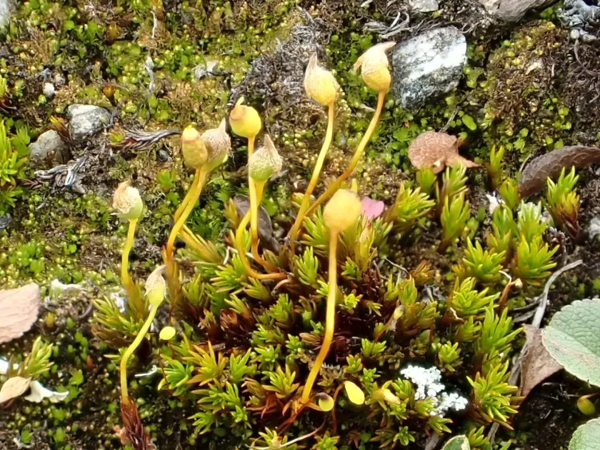 Polytrichastrum sexangulare