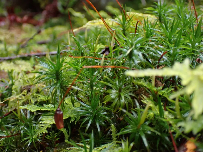 Polytrichastrum alpinum
