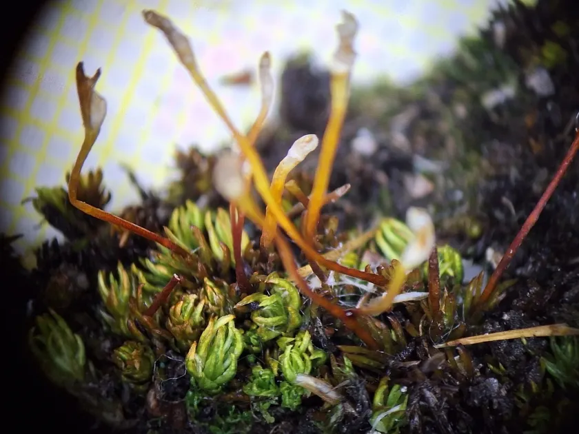 Oligotrichum hercynicum