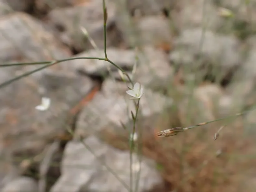 Bufonia perennis
