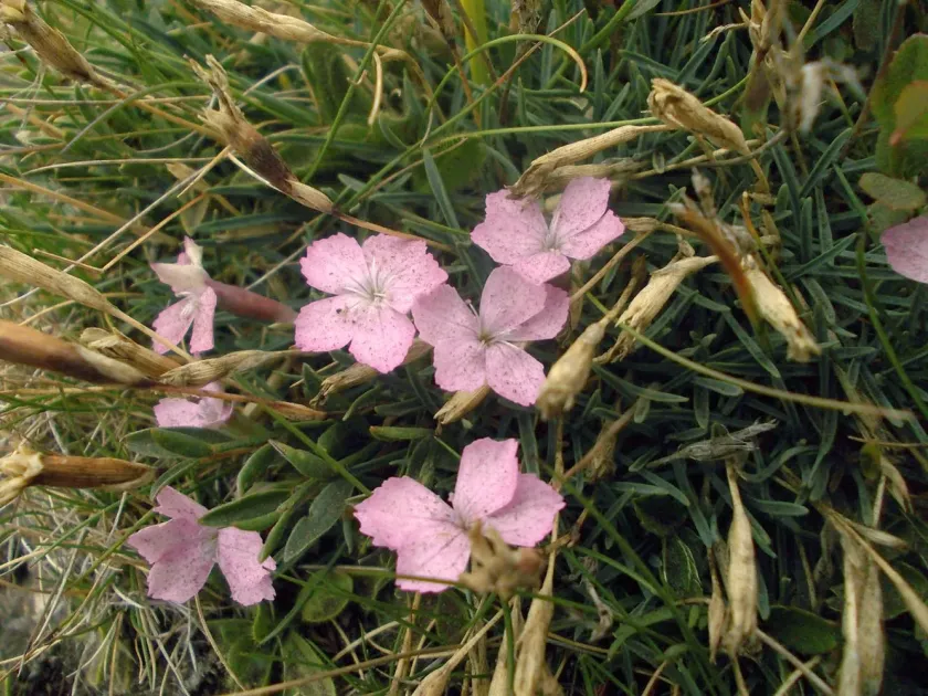 Dianthus microlepis