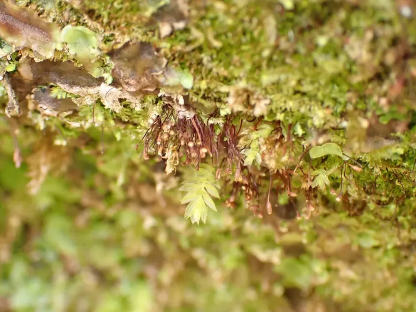 Tetrodontium brownianum