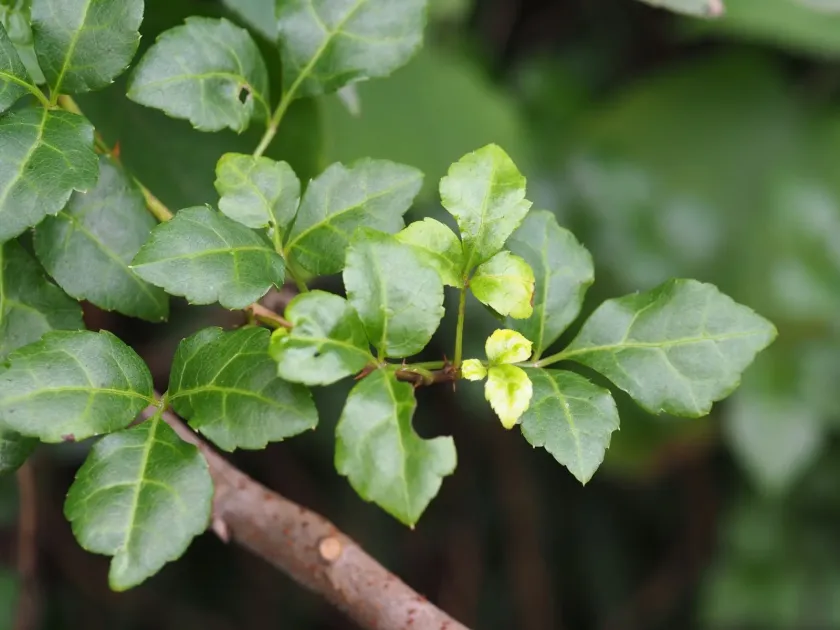 Eleutherococcus trifoliatus
