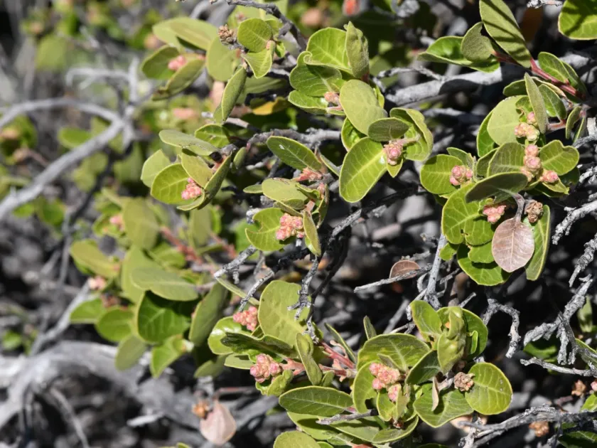 Kearney sumac