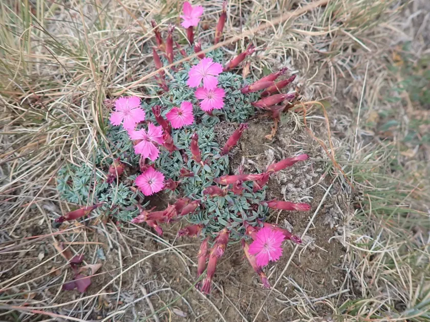 Blood-calyx pink