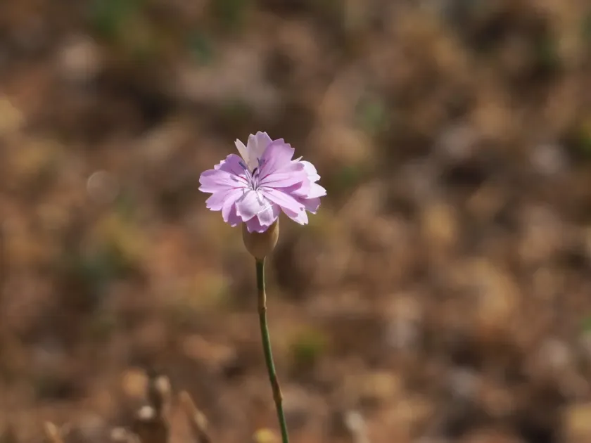 Petrorhagia glumacea