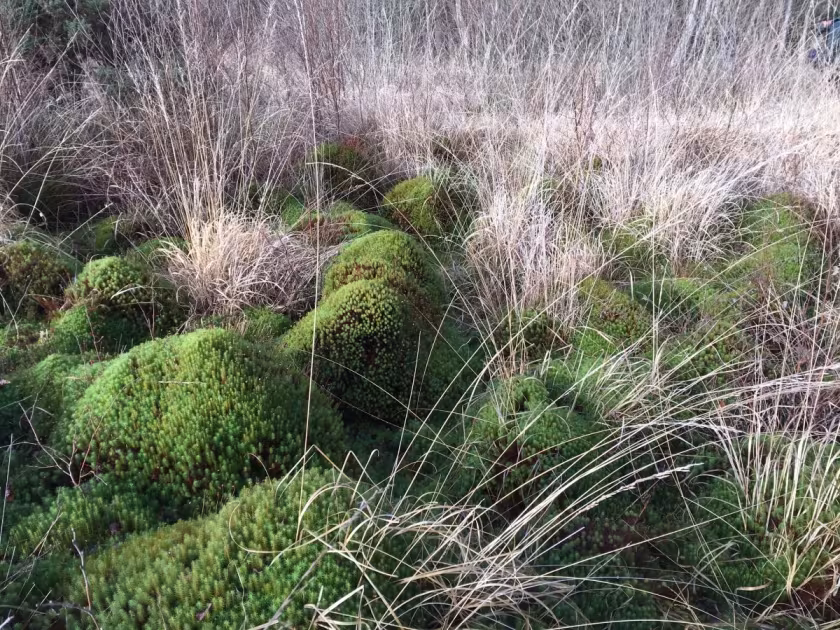 Inflated liverwort