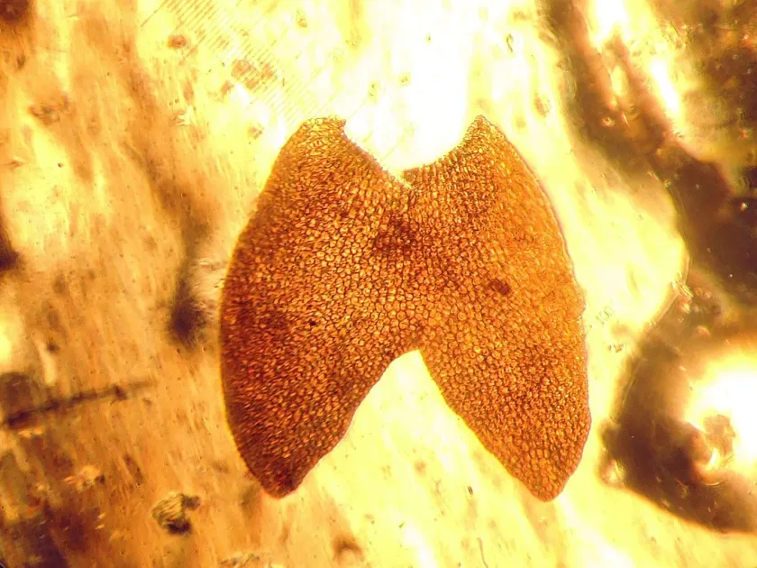 Marsupella funckii