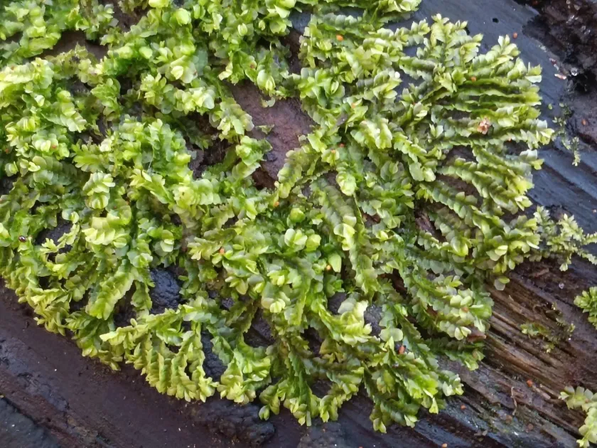 Лофоколея різнолиста