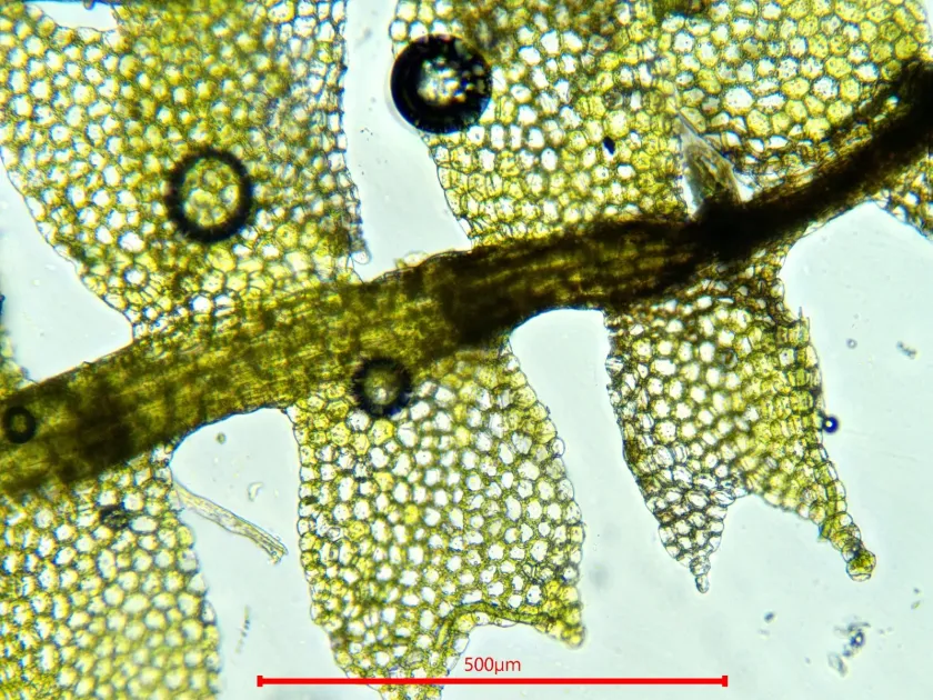 Lesser Crestwort