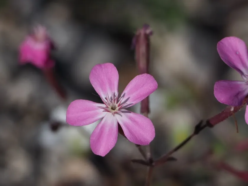 Silene integripetala