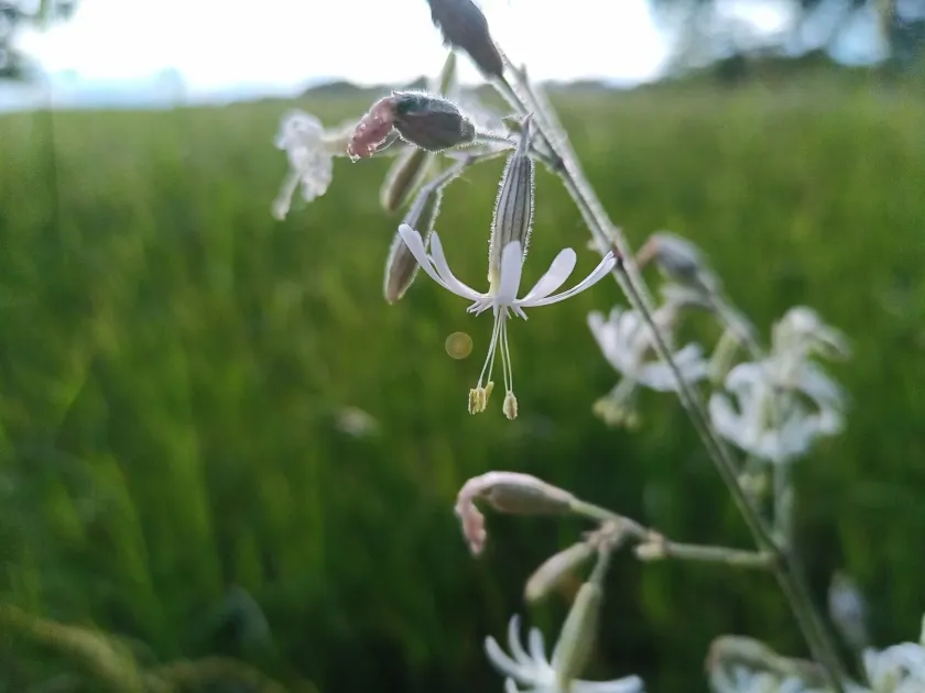Silene brachypoda