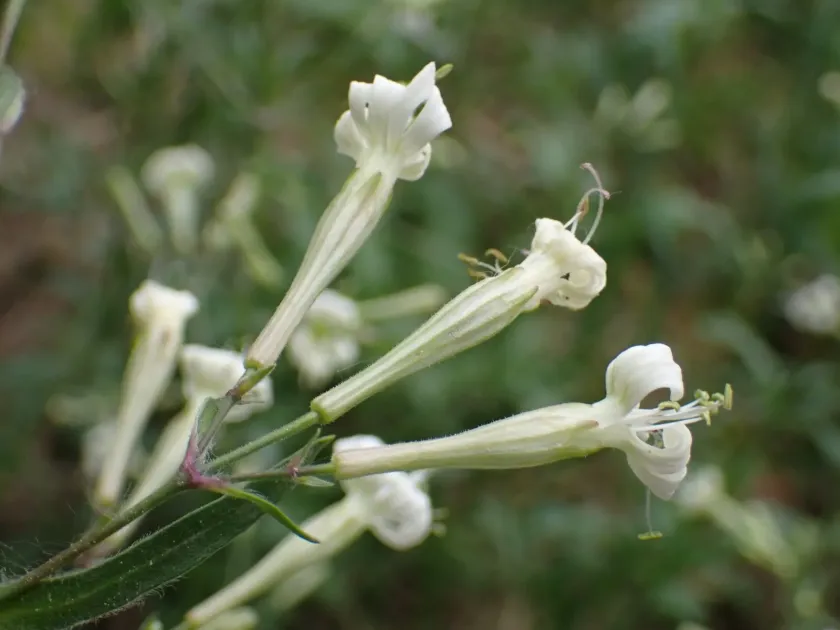 Woodland catchfly