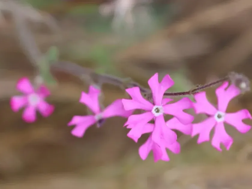 Rough-flowered catchfly