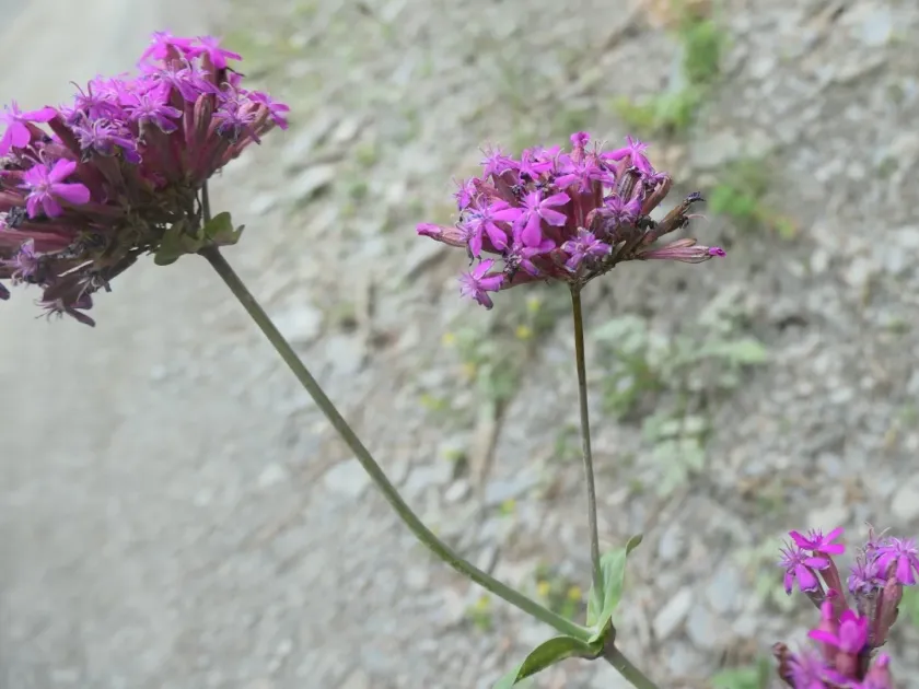 Silene compacta