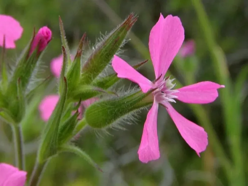 Lydian catchfly