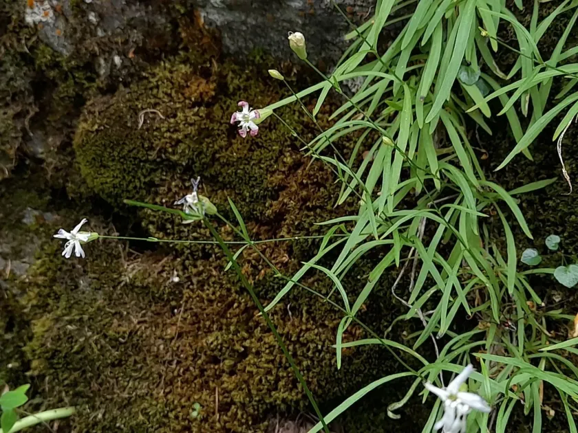 Silene campanula
