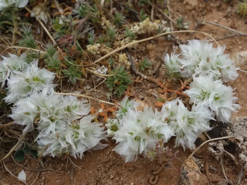 Paronychia capitata