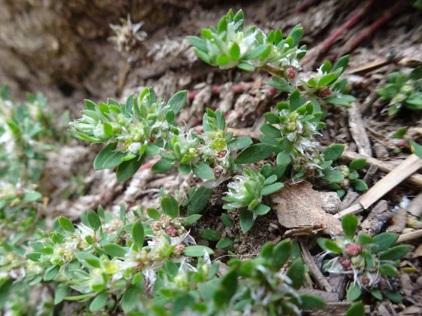 Paronychia polygonifolia