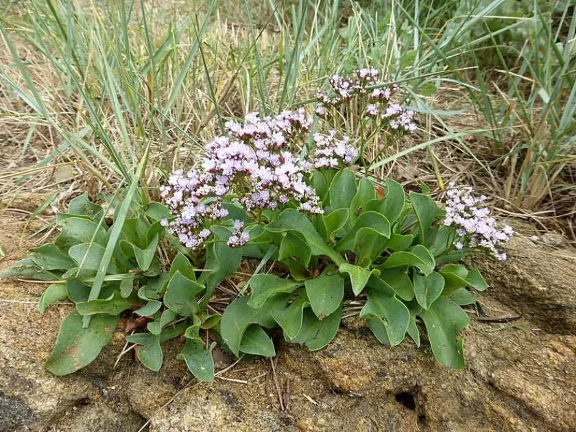Oval-leaved sea lavender