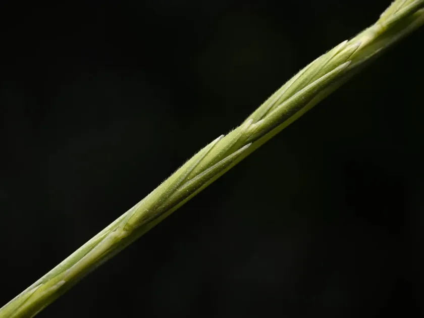 Northern wheatgrass