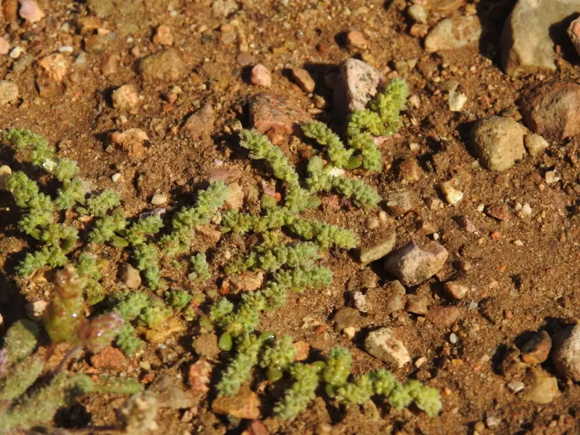 Herniaria algarvica