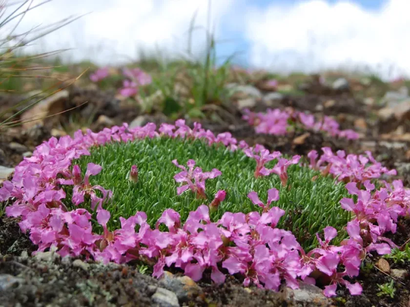 Saponaria pumilio