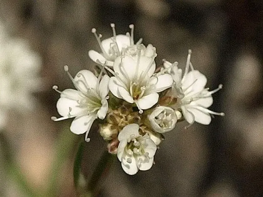 Rock baby's breath