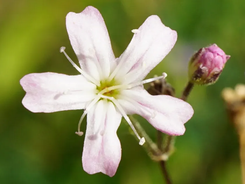 Gypsophila scorzonerifolia