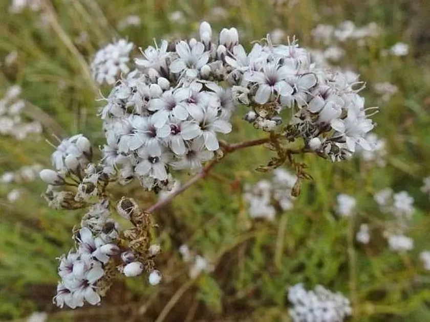 Gypsophila papillosa