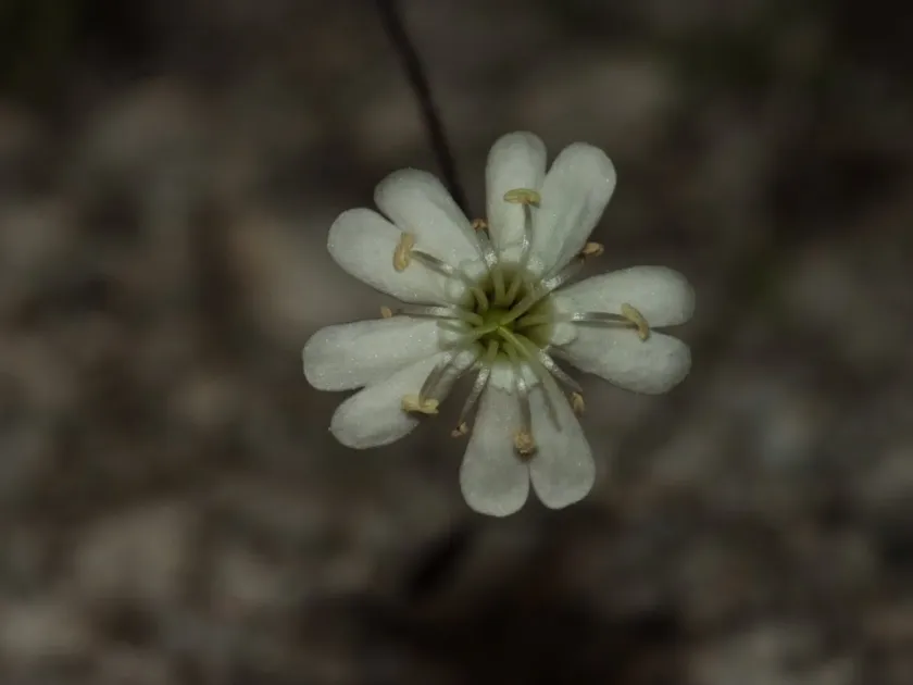 Saxifrage silene