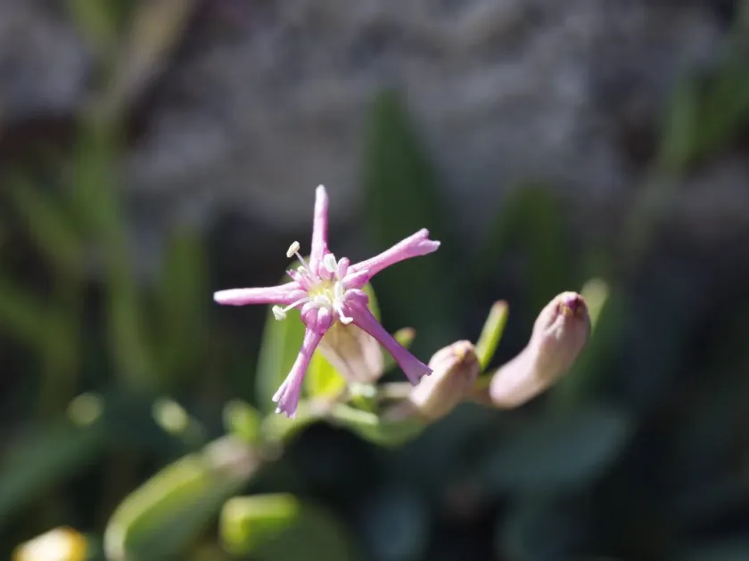 Lerchenfeld's catchfly